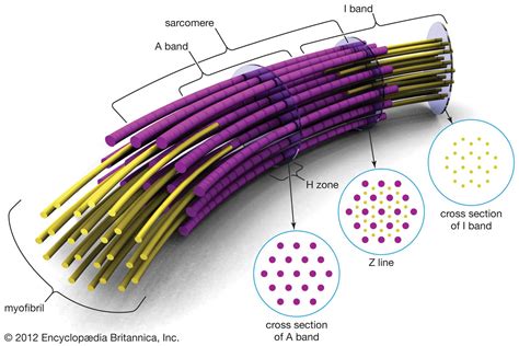 fiber biology|Fibre .